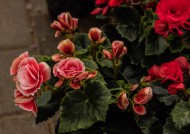 艳丽的茶花图片