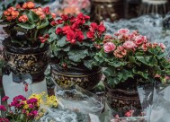 艳丽的茶花图片