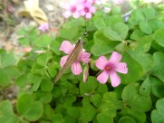 酢浆草图片大全