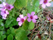 酢浆草图片大全