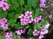 酢浆草图片大全