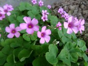 酢浆草图片大全