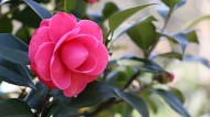 山茶花图片大全