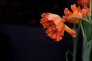 娇艳郁金香图片