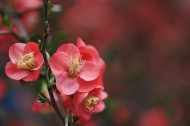 海棠花图片大全