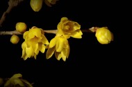 黄色腊梅花图片大全