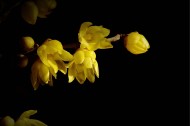 黄色腊梅花图片大全