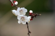 白色梅花图片大全