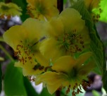 猕猴桃花图片大全