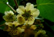 猕猴桃花图片大全