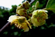 猕猴桃花图片大全