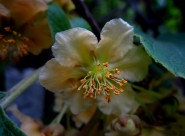 猕猴桃花图片大全