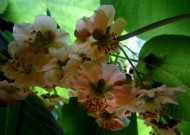 猕猴桃花图片大全