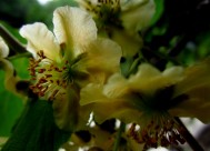 猕猴桃花图片大全