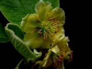 猕猴桃花图片大全