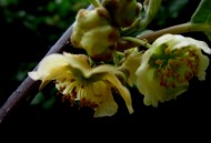 猕猴桃花图片大全