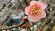 冰晶梅花图片大全