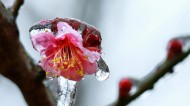 冰晶梅花图片大全