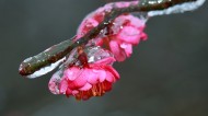 冰晶梅花图片大全