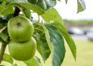 树上的苹果图片