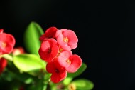 高光下的小红花图片