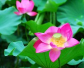 娇艳的荷花图片