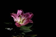 黑色背景下的百合花图片