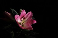 粉色百合花图片