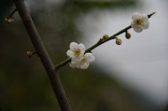 梅花图片大全