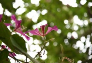 光影紫荆花图片大全