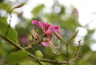 光影紫荆花图片大全