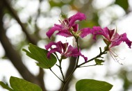 光影紫荆花图片大全