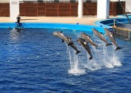 跃出水面的海豚图片