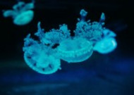 深海的蓝色水母图片
