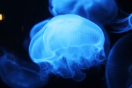 深海的蓝色水母图片