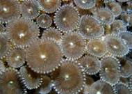 深海里的珊瑚图片