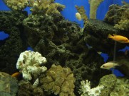 海底的珊瑚礁图片