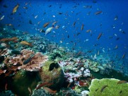 海底的鱼群图片