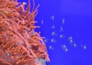 各种各样的珊瑚图片