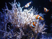 各种各样的珊瑚图片