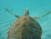 海洋里的海龟图片