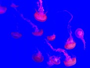 深海里水母图片