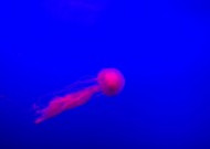 深海里水母图片
