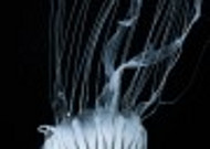 海洋中的水母图片