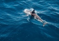 浮出水面的鲸鱼图片