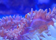 色彩斑斓的海葵图片