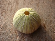 阳光下的海胆壳图片