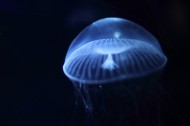 海洋中的水母图片大全