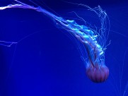 海洋中的水母图片大全