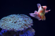 水族馆里的水生动植物图片